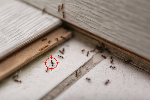 Flea Control Services in Wadsworth, OH
