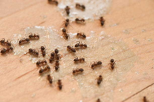 Best Spider Control Near Me  in Wadsworth, OH