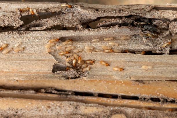 Best Flea Control Services  in Wadsworth, OH